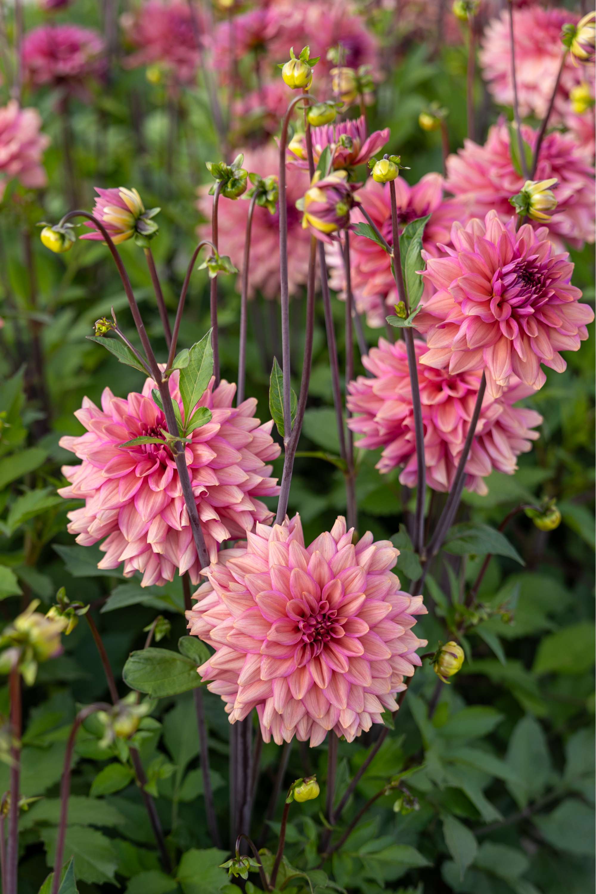 Dahlia 'Negroni Sunset'